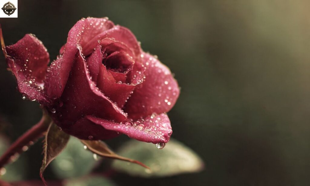 Rose Quotes About Life