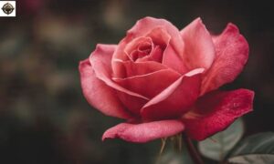 100+ Best Rose Quotes to Bloom Your Heart with Beauty and Love
